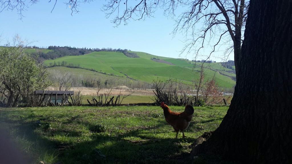 Agriturismo Molino Nuovo 圣彼得罗-泰尔梅堡 外观 照片